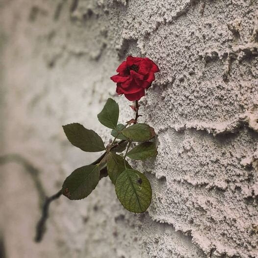 Concrete Rose